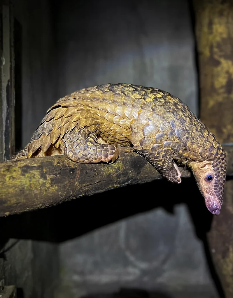 SVW Pangolin Vietnam